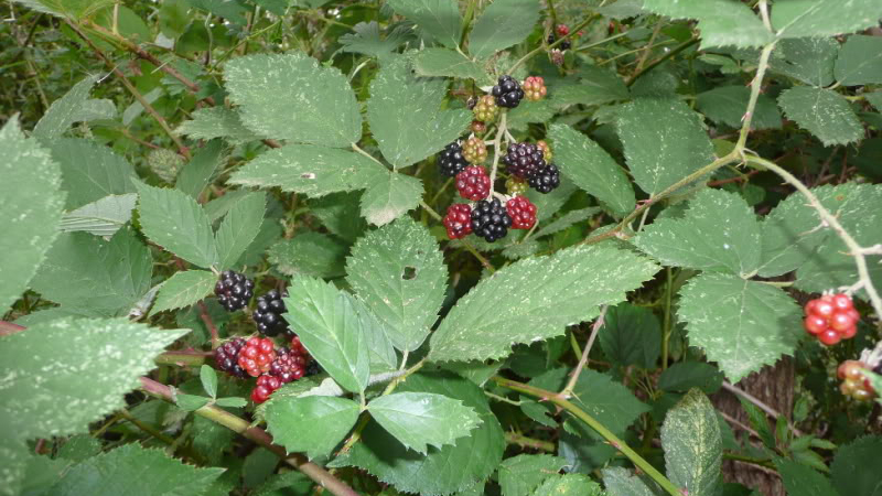 Illustration for article titled The Tastiest Berries That Grow Wild In North America